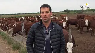 FerAppease en Acci&oacute;n: Beneficios Comprobados al Momento del Destete