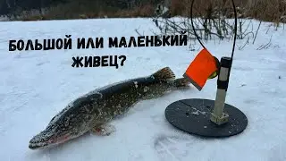 Щука Любит БОЛЬШИХ КАРАСЕЙ!!! Эксперимент с живцами и ловлей на жерлицы