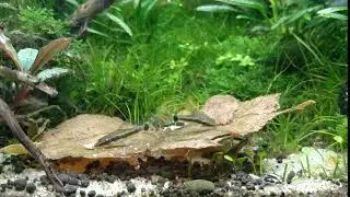 Panda loach and Otocat feeding.
