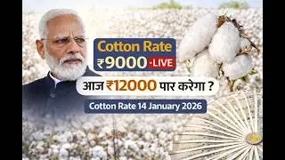 Cotton Rate आज ₹8,800 तक !  क्या ₹9,000 पार करेगा? | 14 Jan 2026 Cotton Rate