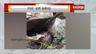 Mao Camp busted, huge quantity of Maoist explosives seized in Malkangiri | Kalinga TV Digital
