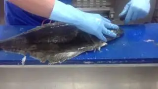 Halibut Fillets-Small