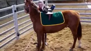Neil Davies' Starting a Horse Under Saddle Online Clinic Preview
