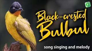 Black crested Bulbul Bird Sound Bird Call Singing And Chirping