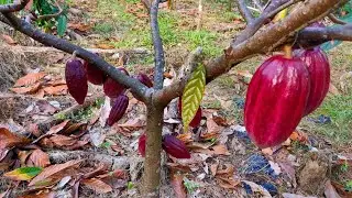 The importance of pruning the cacao plant and the benefits of pruning.||