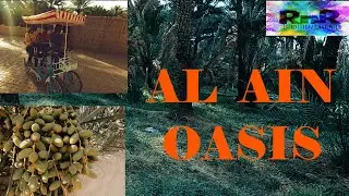 കേരളത്തെ ഓർമപ്പെടുത്തുന്ന അൽ ഐൻ മണ്ണിലൂടെയുള്ള ഒരു സായാഹ്നം llAL AIN OASIS GIVES NOSTALGIC MEMMORIES