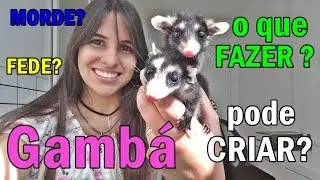 Tudo sobre Gambás/Saruês (LEIA DESCRIÇÃO)