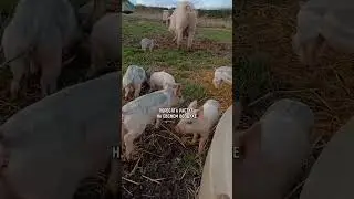 Свиньи живут прямо в полях, приносят фермеру доход в сотни тысяч долларов #агро #агробизнес #фермер