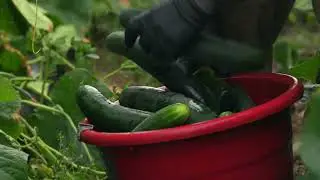 From Farm to Customer: Packaging That Preserves Quality