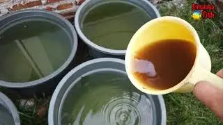 cara ternak cacing darah - gratis dari alam - tanpa starter - pakan terbaik buat ikan hias