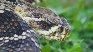 Snake | Snake Stock Footage | Reptile Stock Video