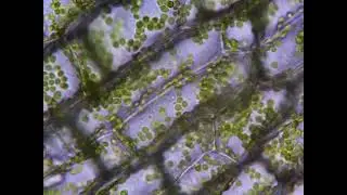 Anacharis Cleaned with REVERSE RESPIRATION