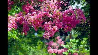David Garrett - Paganini The Devil's Violinist (Io Ti Penso Amore)