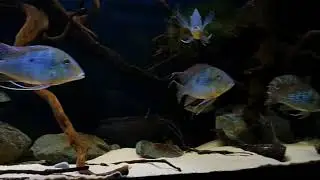 Geophagus altifrons, krobia xinguensis, Satanoperca daemon