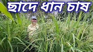 তিন তলা বাড়ির ছাদে ধান চাষ Green Friends চ্যানেল করা সার্থক