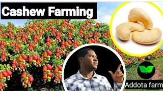 Cashew Farming in Nigeria (Episode 4 ) Life Time Investments in Agriculture
