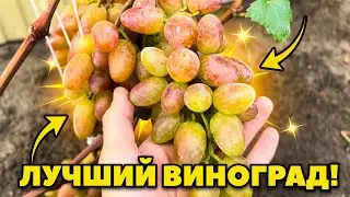 ЛУЧШИЙ ВИНОГРАД - ПРЕОБРАЖЕНИЕ - ￼ на моем участке