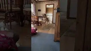German Shepherd, Husky, Labrador, Malamute, Canadian Eskimo Dog, Pitbull. DIXIE LEAPS! #shorts