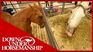 Clinton Anderson: Correcting Horses' Behavioral Problems in the Stall - Downunder Horsemanship