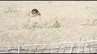 गांव में बाघ ने हमला किया ! tiger attack in village uttarakhand 🐯🐅