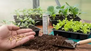Вы знаете, какая температура необходима для прорастания семян? Вот ответ!