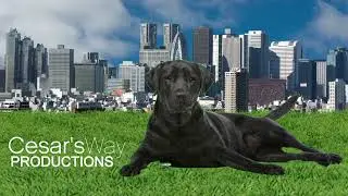 Cesar&rsquo;s Way Productions Logo &ldquo;Black Pet Dog&rdquo; (2026-2027-2028)