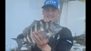 Targeted sheepshead, got sheepshead