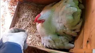Angry Broody Hen