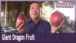 Yunlin farmer produces giant dragon fruit weighing 1.6 kilos
