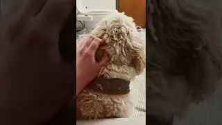 Christmas Eve 🕊️&hearts;️ #food #relaxing #dog #puppy #christmas #workout #trending #like #subscribe