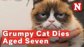 Meme Sensation Grumpy Cat Has Died Aged Seven