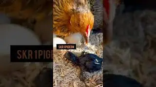 black murgi ke bacche video #shorts