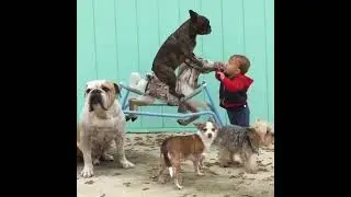 Veours Velour  L&eacute;norme Chien tr&eacute;s gentil