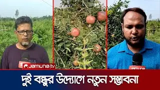 দিনাজপুরে দেশের সর্ববৃহৎ আনার বাগান গড়লেন দুই বন্ধু | Dinajpur Pomegranate Cultivation | Jamuna TV