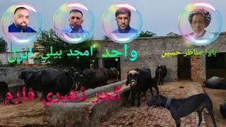 Kashmir Gujjar Diary Farm Buffalo and Cow at Dhalla islamgarh Mirpur Azad Kashmir.