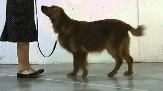 2d. Recall: Oregon 4-H Dog Obedience Project