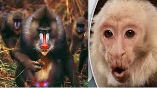 10 Incredible Monkey Facts - Black Cat
