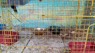 java bird breeding cage