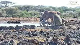 Baboons Mating *Not for sensitive viewers* #Shorts | Great Plains Conservation