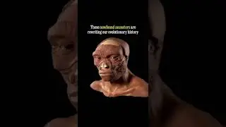 Dragon Man (HomoLongi) fossil #human skull #sciencenews #dragon #ancestors  #research #viral