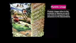Phyletic Lineage and Living world in time - Biology | Class 11 Biology