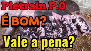 Porca pare 10 leit&otilde;es todos machos!