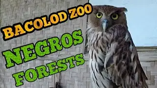 Bacolod Zoo, a trip to see the local Philippine animals at Negros Forests