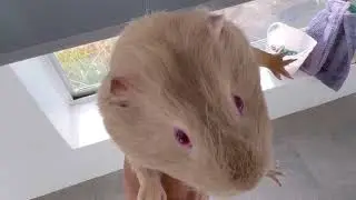 GAJODHAR and BROWNIE ke ghar ki safaii 🐰🐰🐇🐇