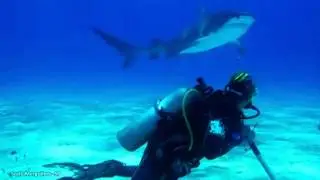 ScafoSP Bahamas Nassau Tiger Beach Stuart Cove's shark adventure grand bahama
