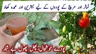 Best organic liquid fertilizer for plants || Organic Plants Garden 