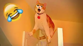 You Laugh You Lose😽🐶Funniest Dogs and Cats 2026👋😜