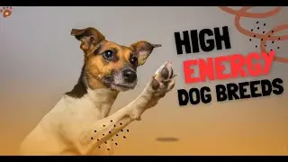 7 High-Energy Dog Breeds Perfect for Active Lifestyles