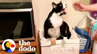 This Cat Tolerates Mom&rsquo;s Boyfriend &mdash; From Across The Room | The Dodo