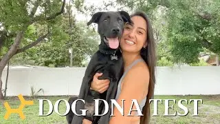 DNA TESTING MY PUPPY WITH EMBARK! *RESULTS + REVIEW* // Shakira Curtis